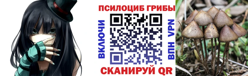 площадка какой сайт  Мончегорск  Галлюциногенные грибы Psilocybine cubensis 